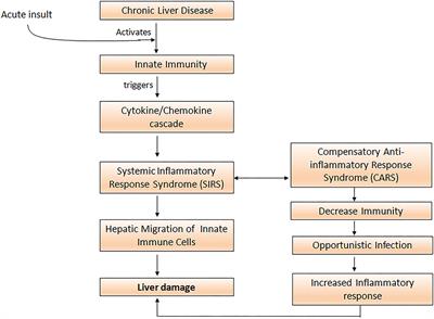 Abnormal Innate Immunity in Acute-on-Chronic Liver Failure: Immunotargets for Therapeutics